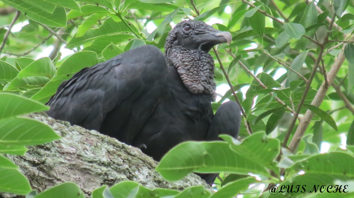 Black Vulture - ML465318191