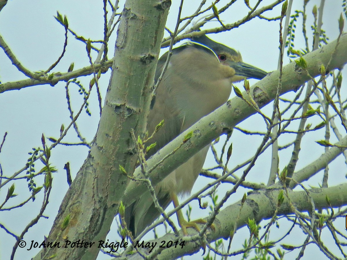 Black-crowned Night Heron - ML46531891