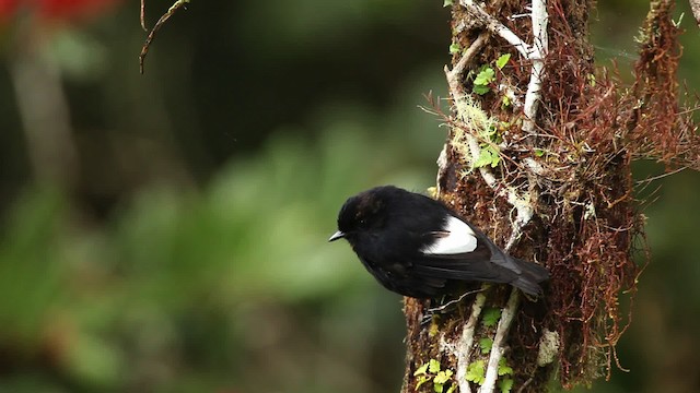 White-winged Robin - ML465319