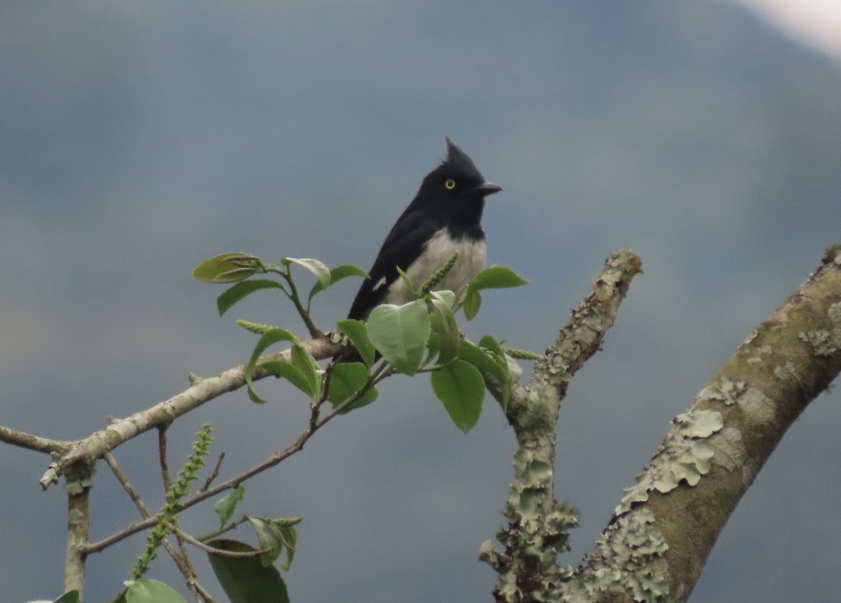 Black-and-white Shrike-flycatcher - ML465319511