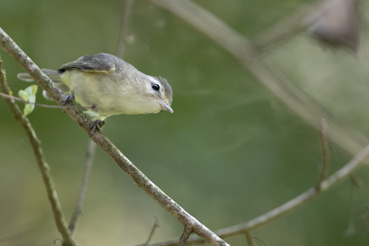 Western Warbling Vireo - Michael Stubblefield