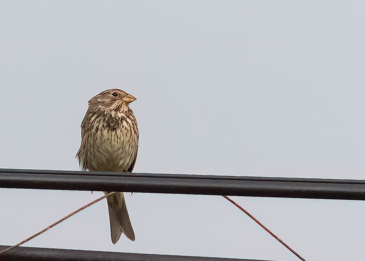 Corn Bunting - ML465322131