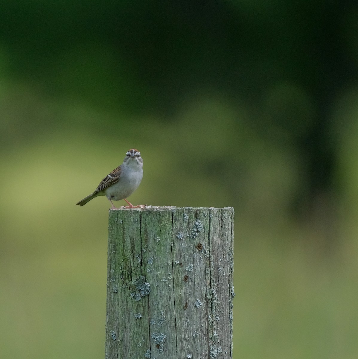 Chipping Sparrow - ML465322651