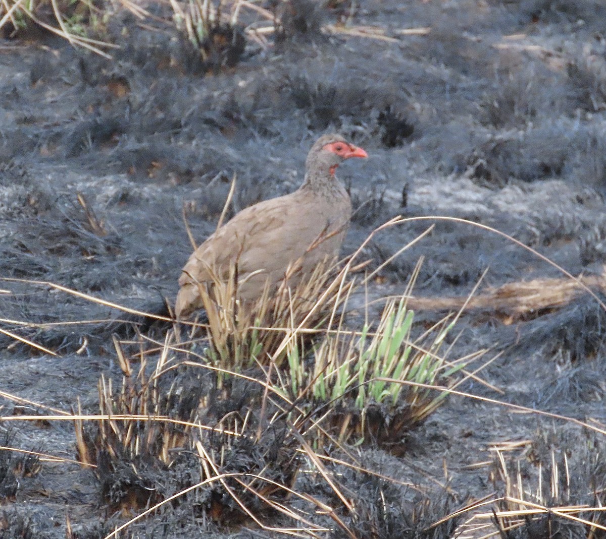 Red-necked Spurfowl - ML465323531