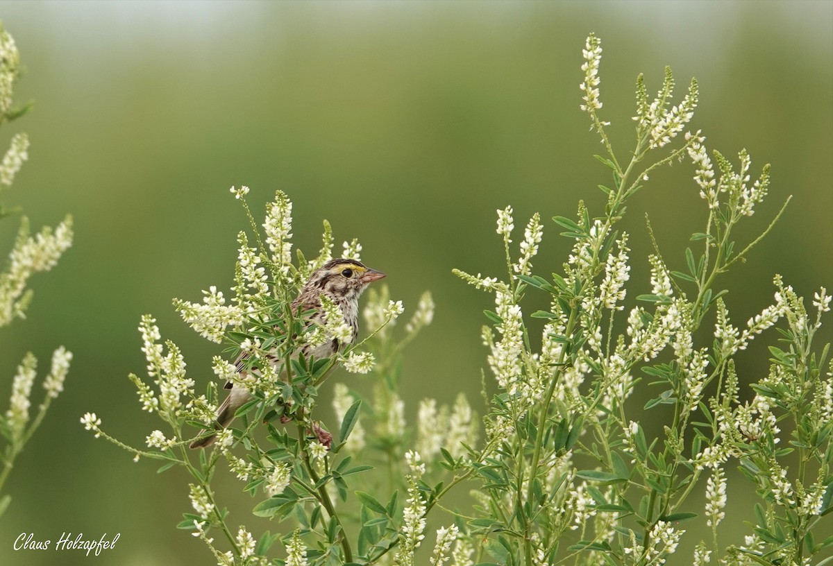 Savannah Sparrow - ML465323911