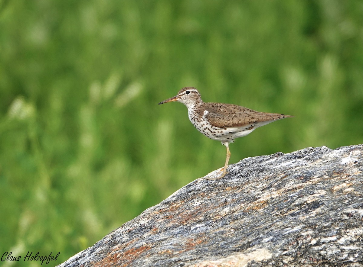 Spotted Sandpiper - Claus Holzapfel