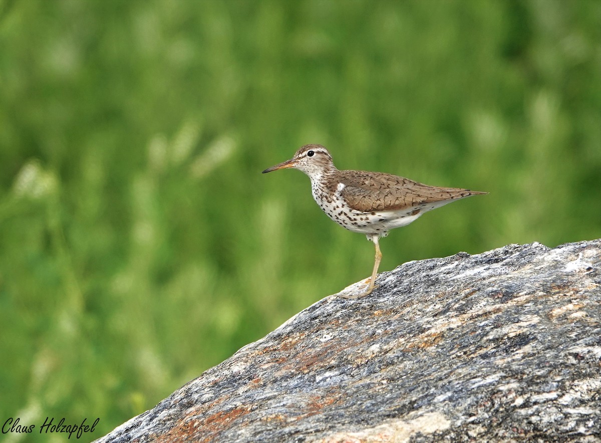Spotted Sandpiper - ML465323921