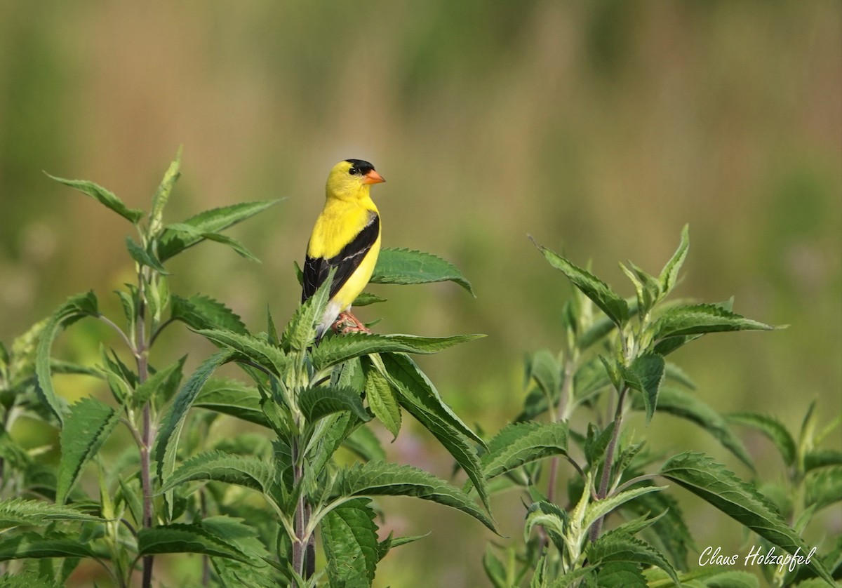 Chardonneret jaune - ML465323961