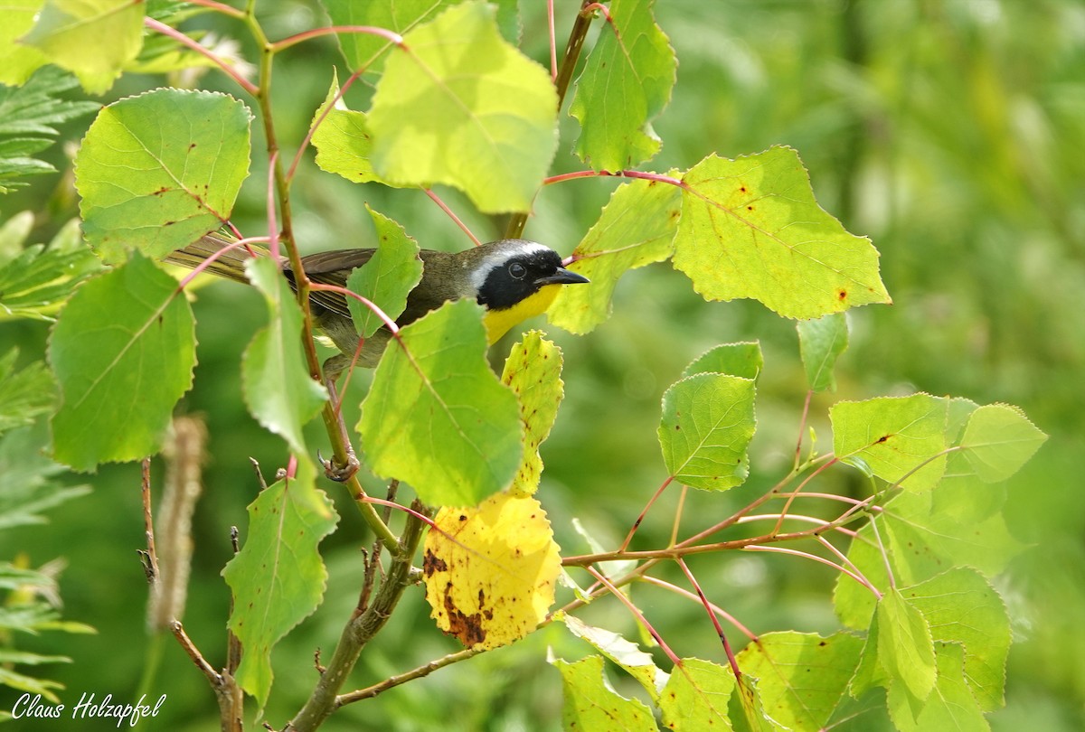 Common Yellowthroat - ML465323981