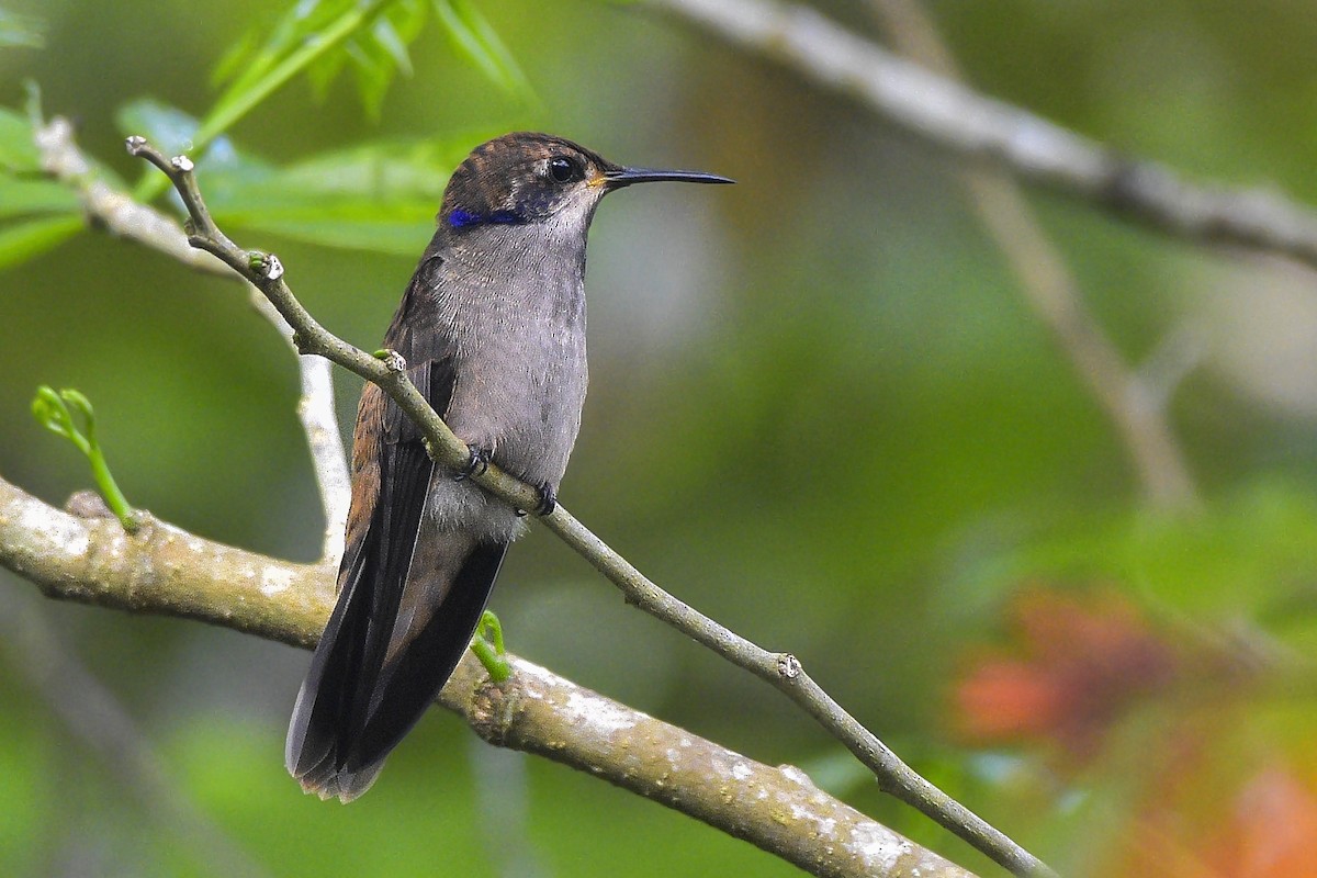 Brown Violetear - Carlos Echeverría