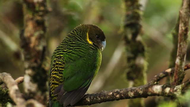 Brehm's Tiger-Parrot - ML465325