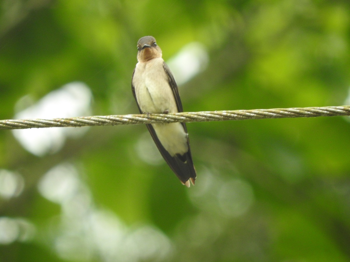 Southern Rough-winged Swallow - Agustin Carrasco