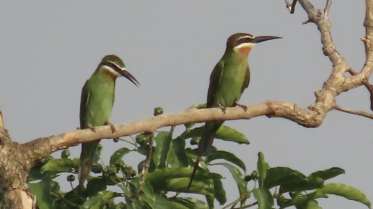 Madagascar Bee-eater - ML465325911