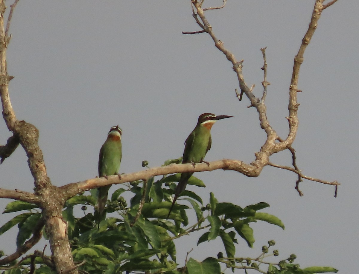 Madagascar Bee-eater - ML465326531