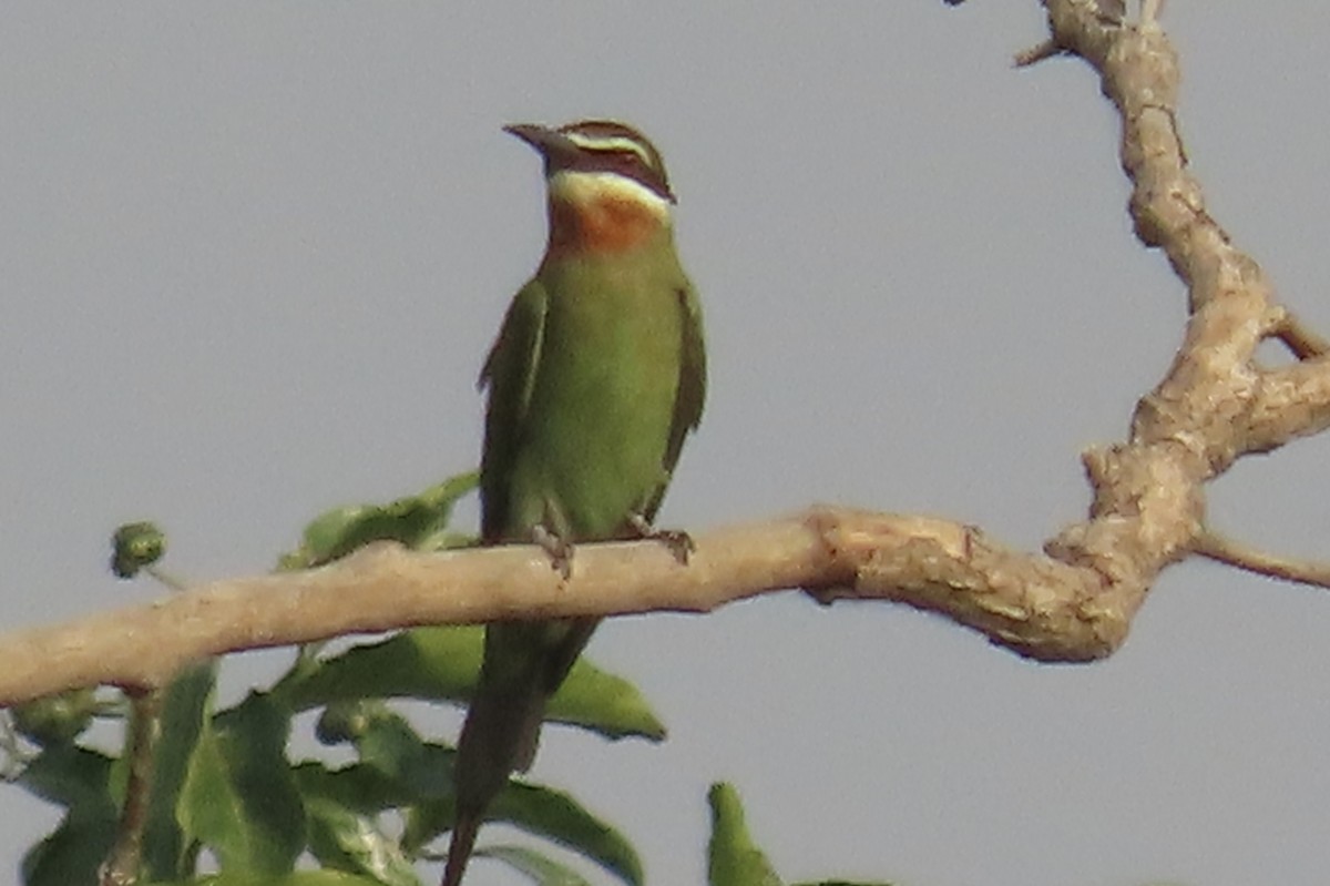 Madagascar Bee-eater - ML465326541