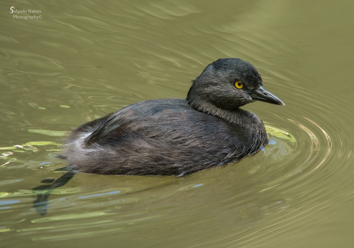 Least Grebe - ML465327661