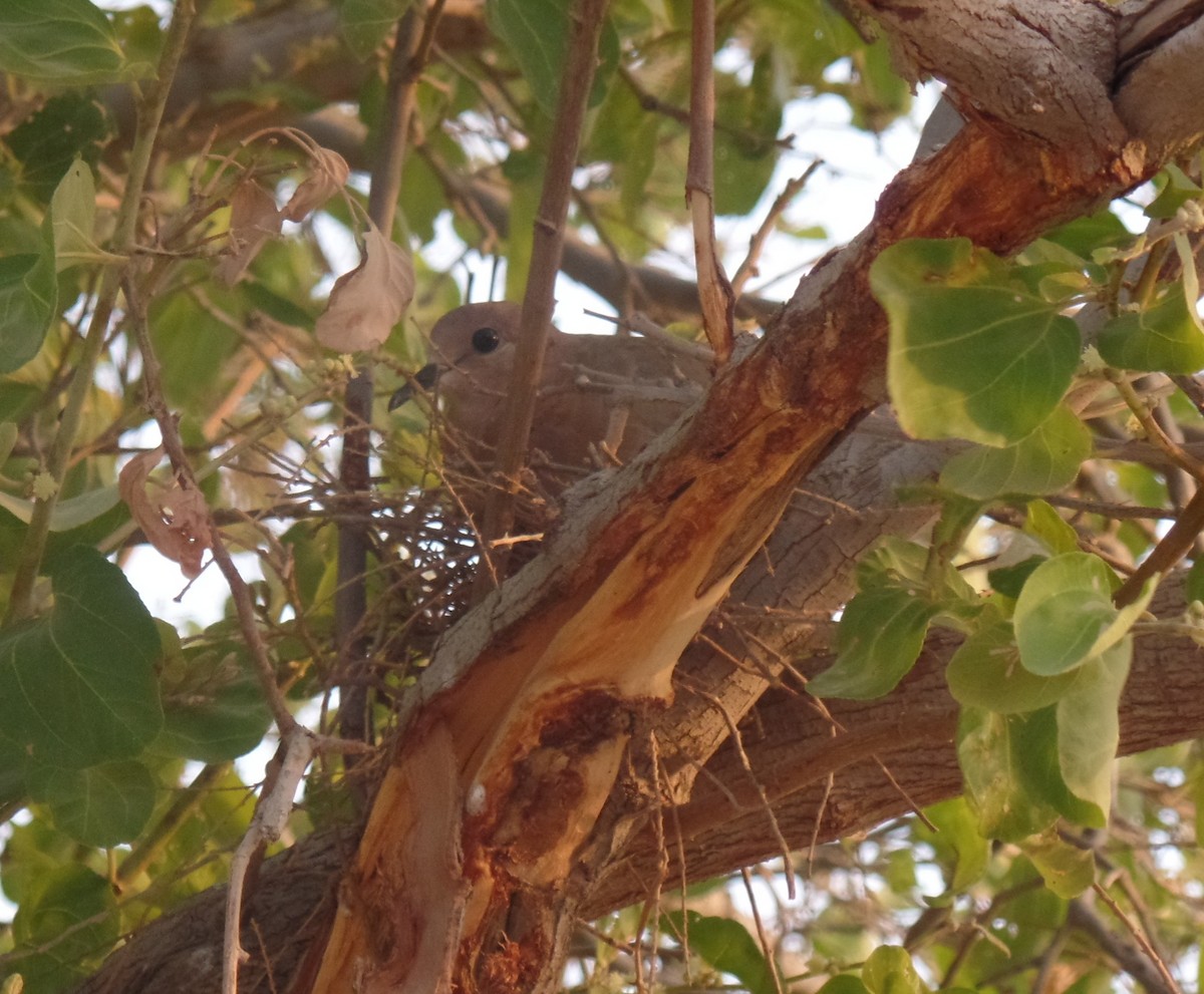 Laughing Dove - ML465328031