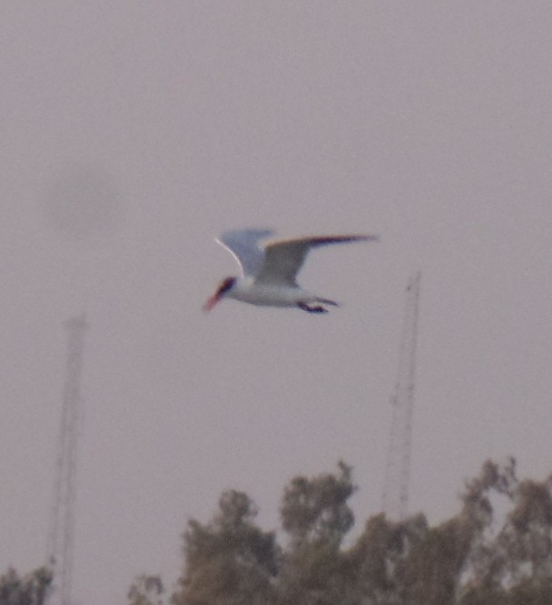 Caspian Tern - ML465328041