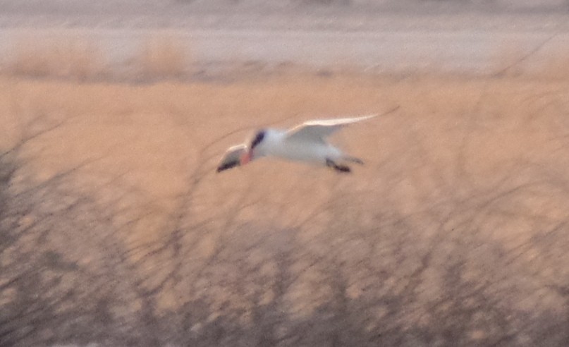 Caspian Tern - ML465328051