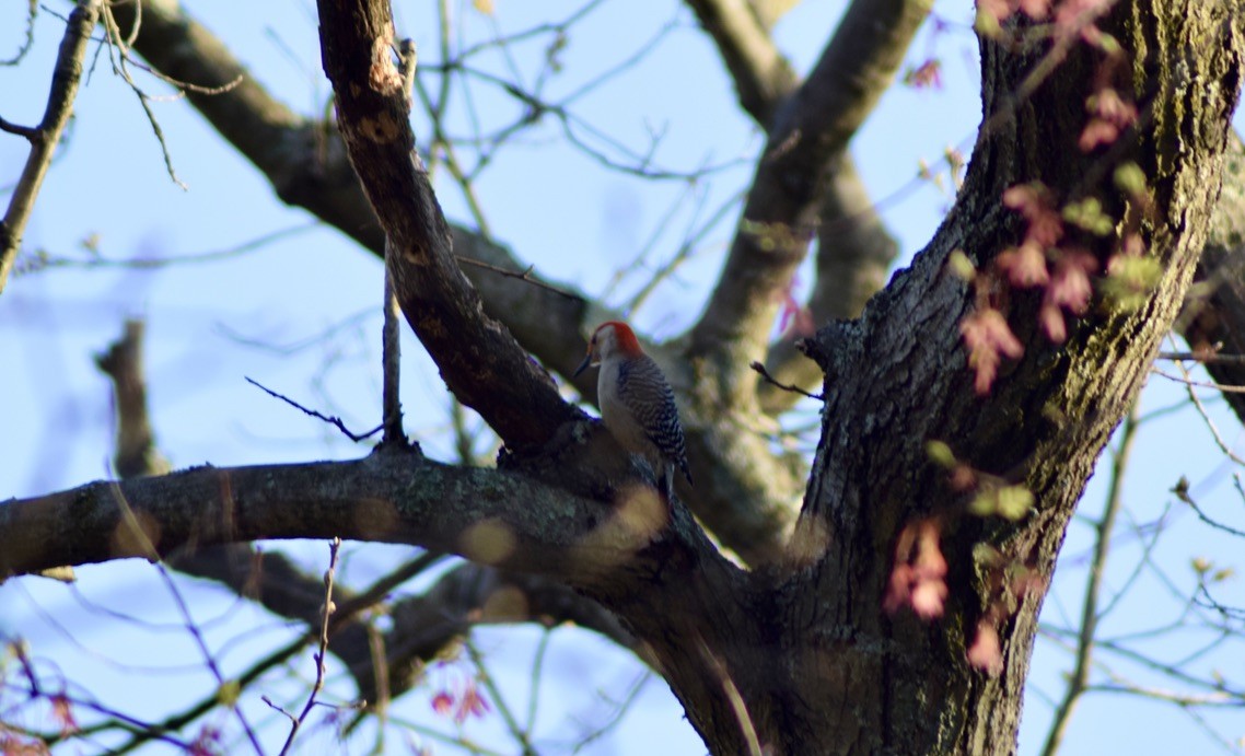 Red-bellied Woodpecker - Rob Coleman