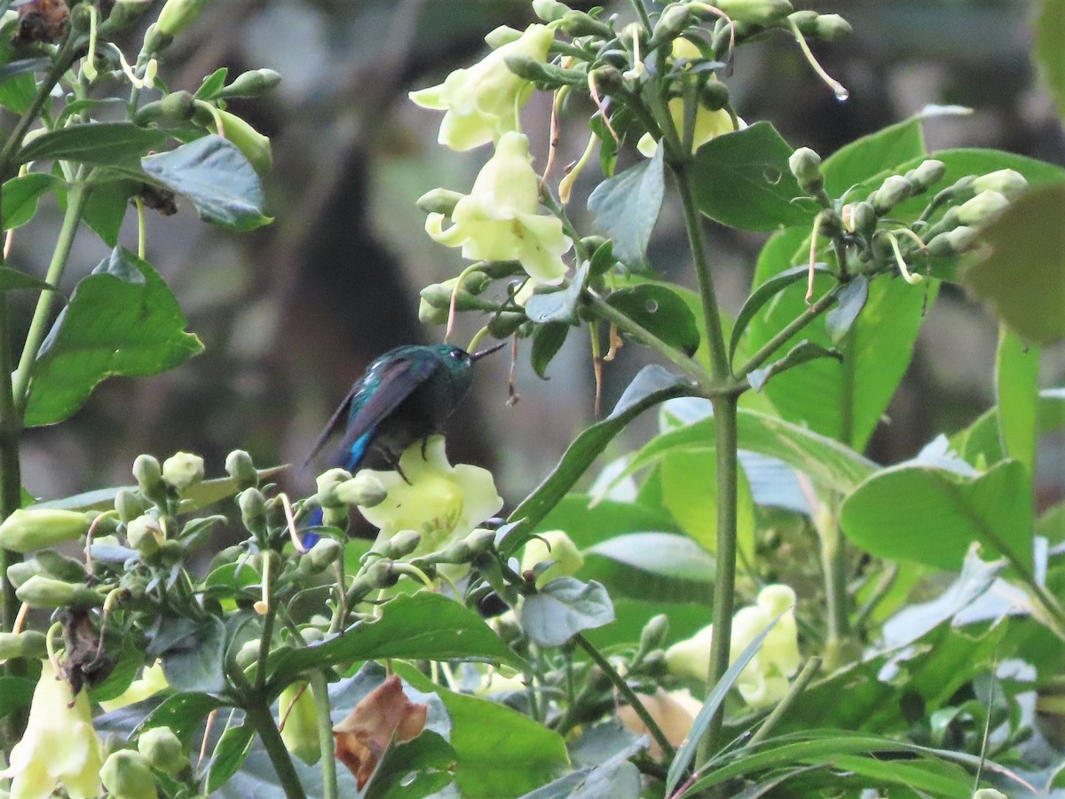 Long-tailed Sylph - Hugo Foxonet