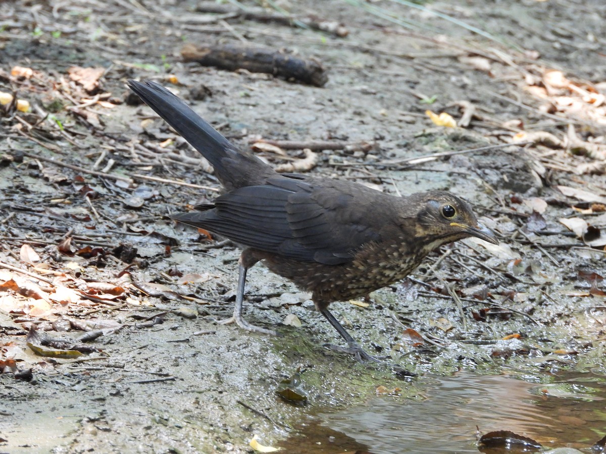 Chinese Blackbird - Zhuofei Lu