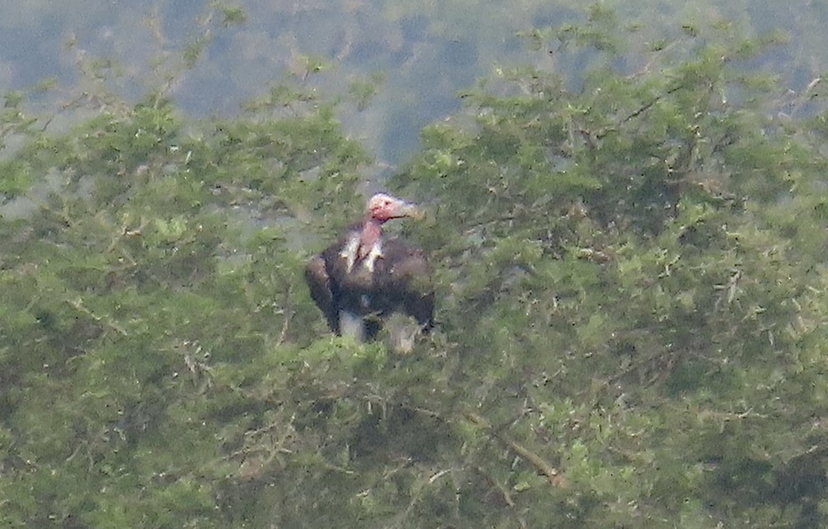 Lappet-faced Vulture - ML465328951