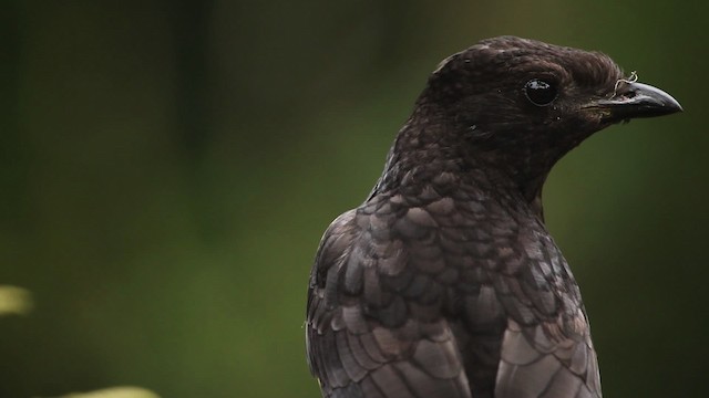 Archbold's Bowerbird - ML465329