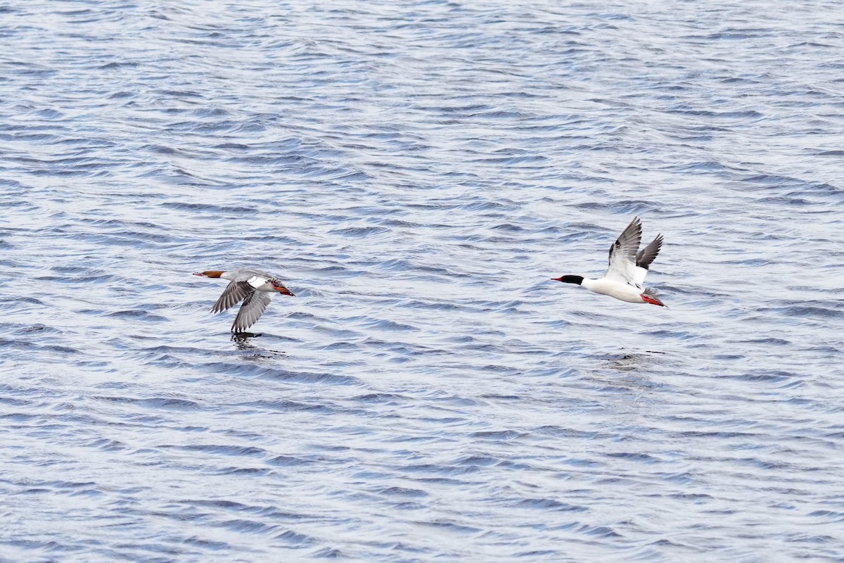 Common Merganser - ML465330541