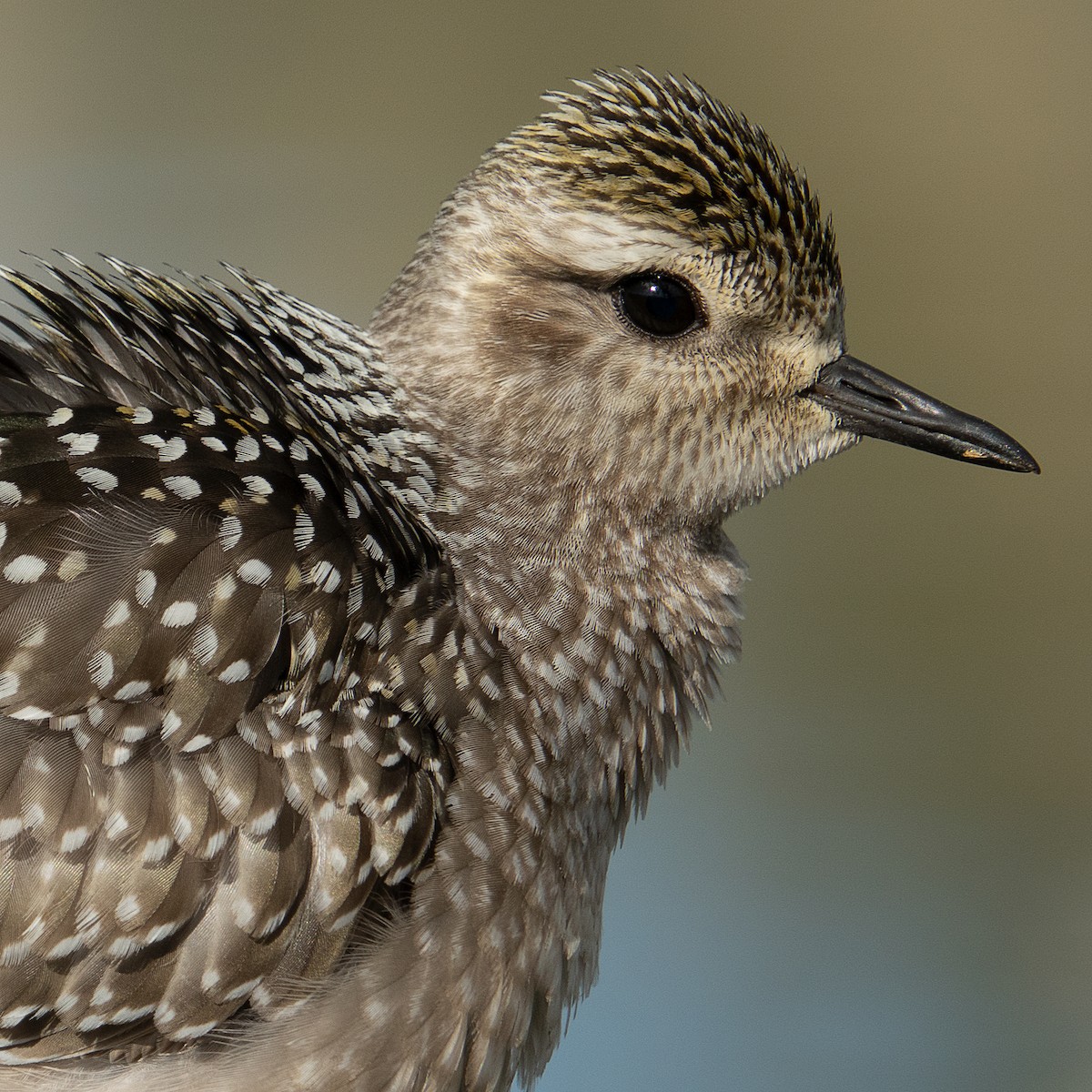 American Golden-Plover - ML465331141