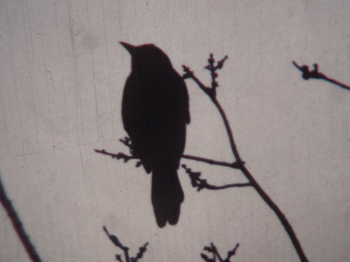 Common Grackle - ML46533131