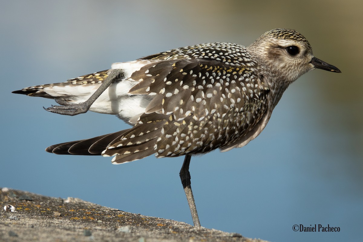 American Golden-Plover - ML465331361