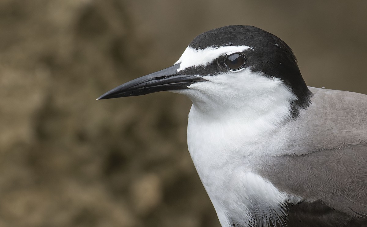 Bridled Tern - ML465331881