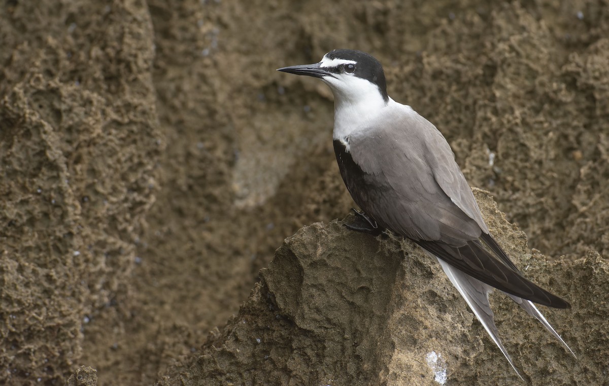 Bridled Tern - ML465331901