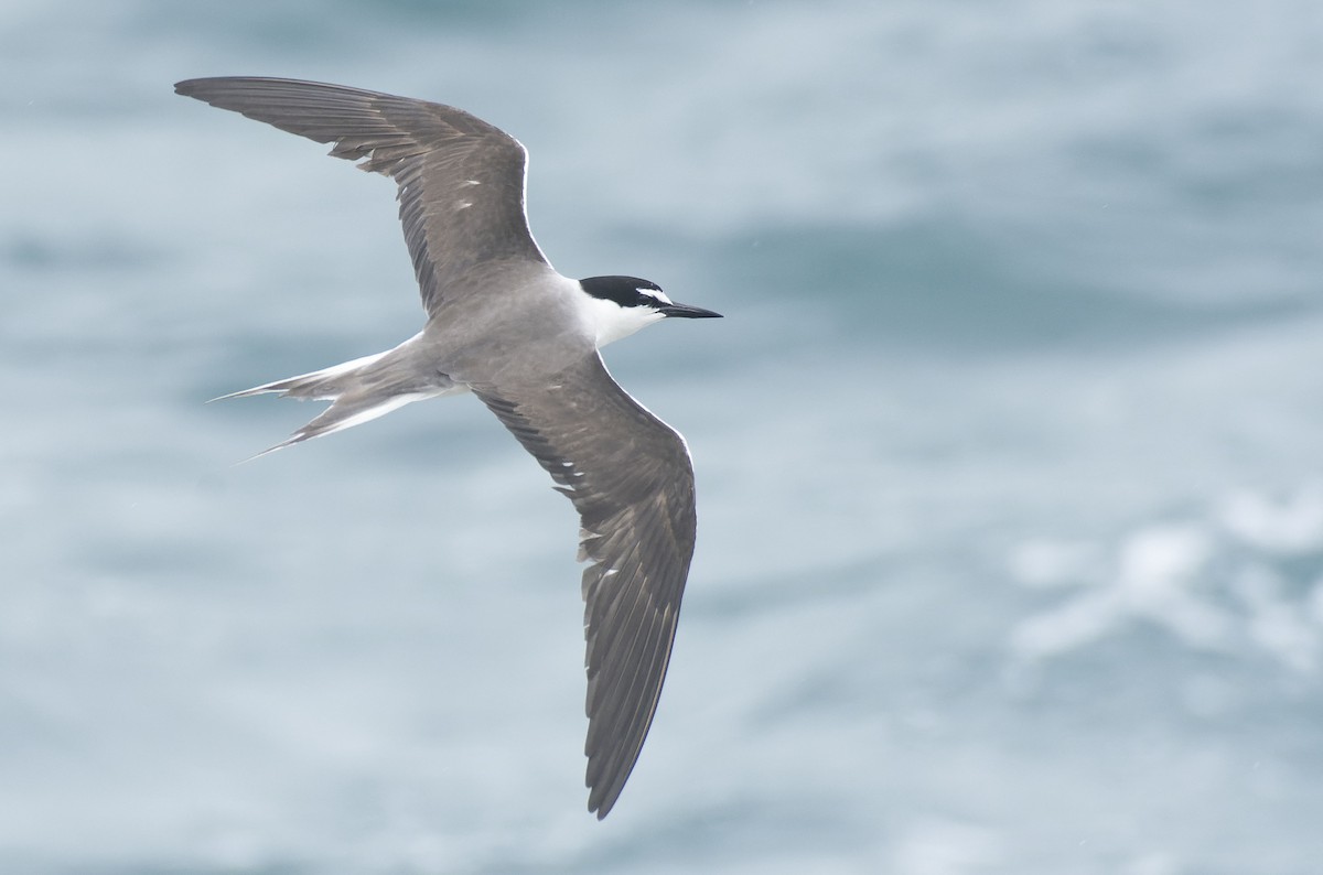 Bridled Tern - ML465331961