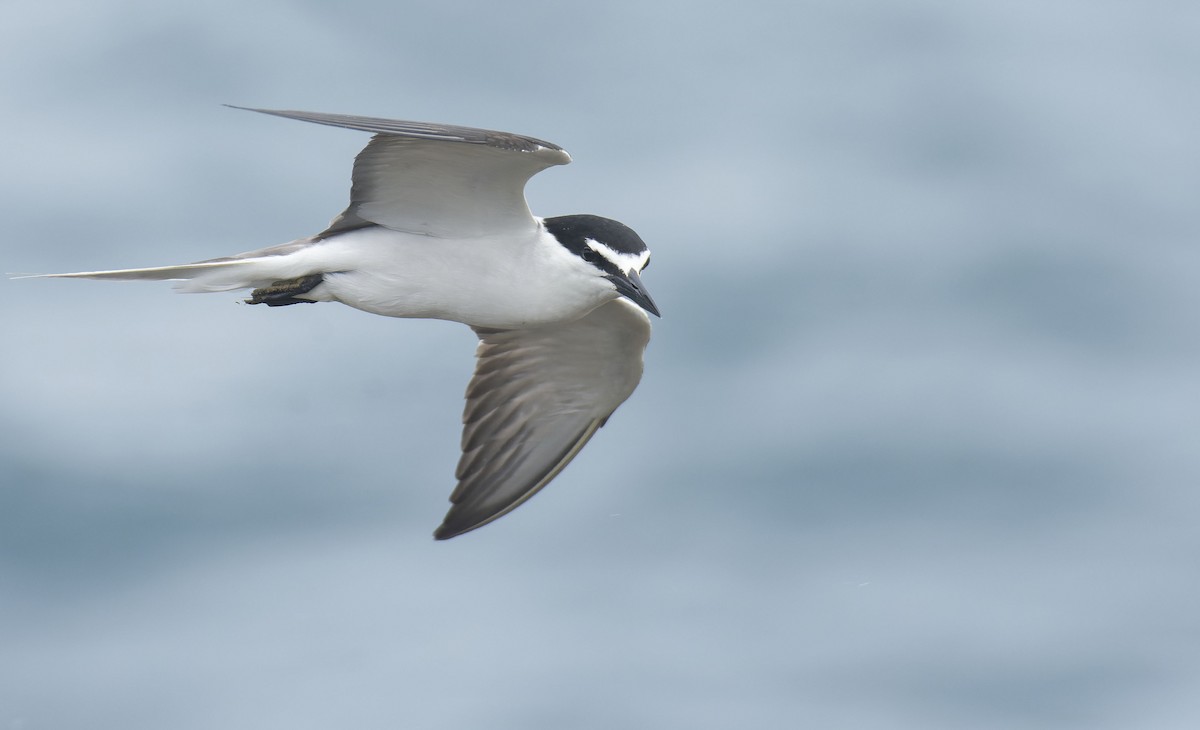 Bridled Tern - ML465331971