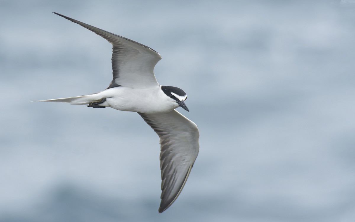 Bridled Tern - ML465331981