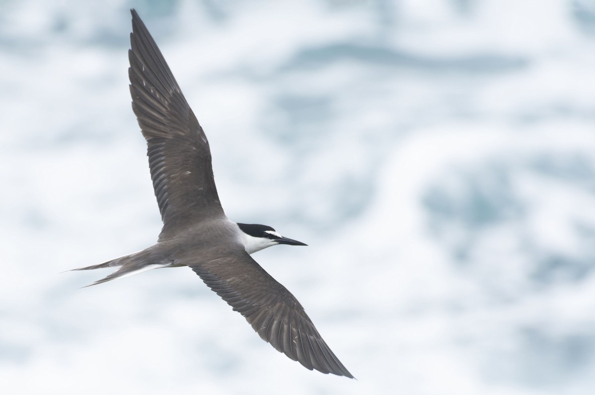 Bridled Tern - ML465331991