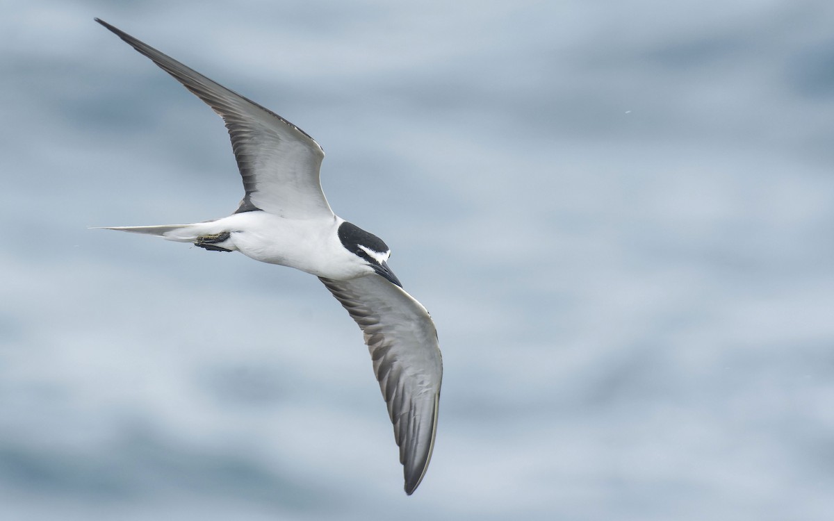 Bridled Tern - ML465332001