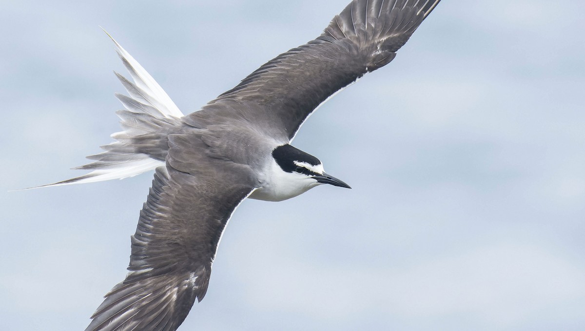 Bridled Tern - ML465332031