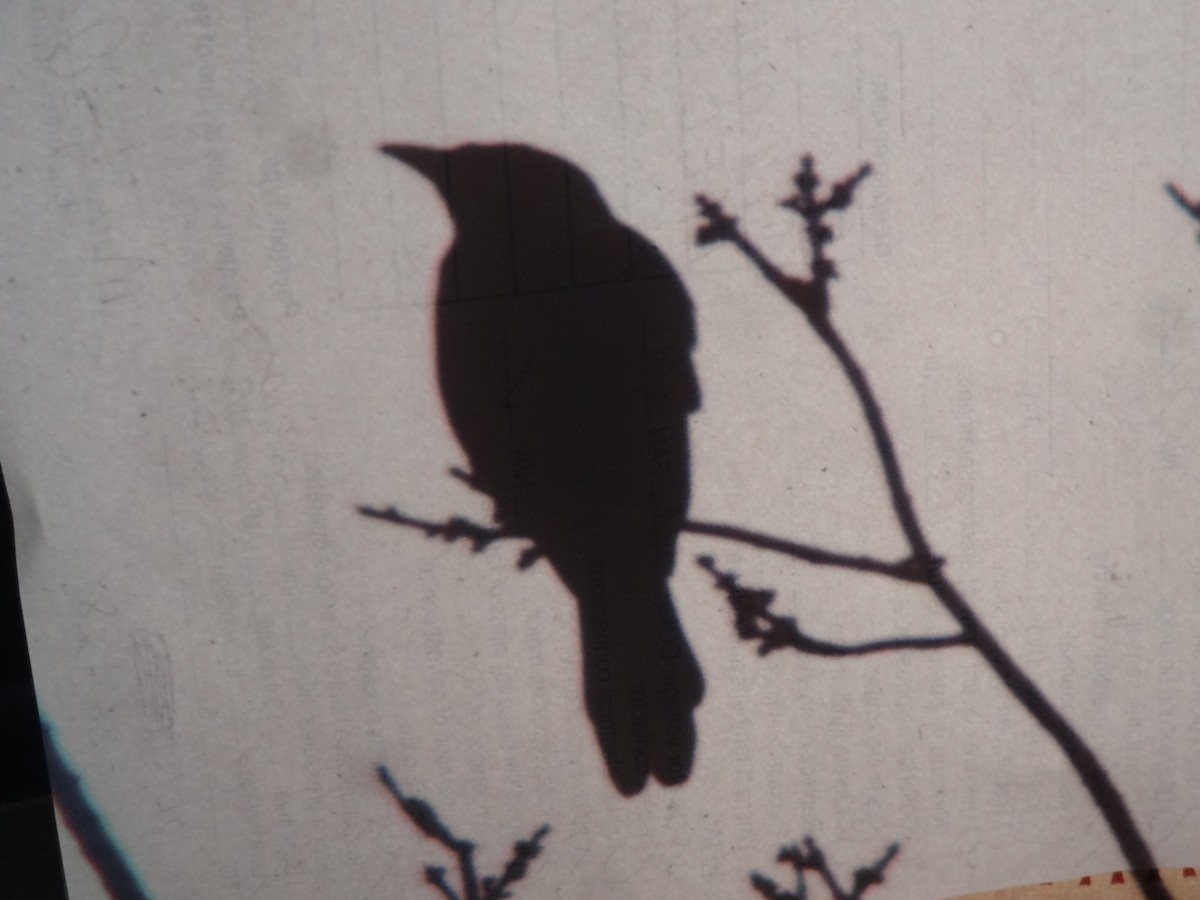 Common Grackle - ML46533291