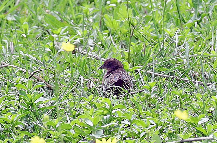 White-winged Flufftail - ML465334001