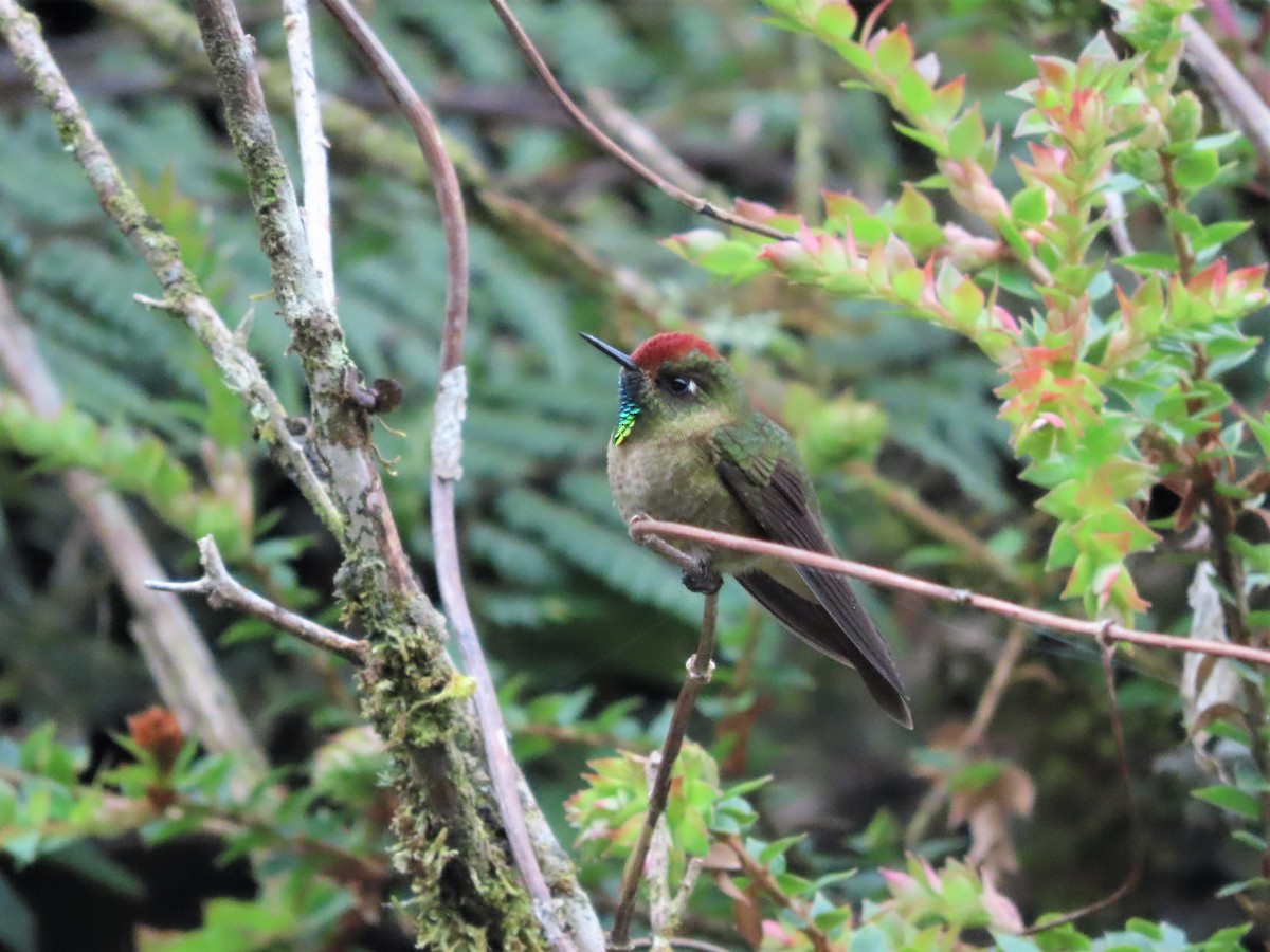 Colibrí Capirrufo - ML465334411