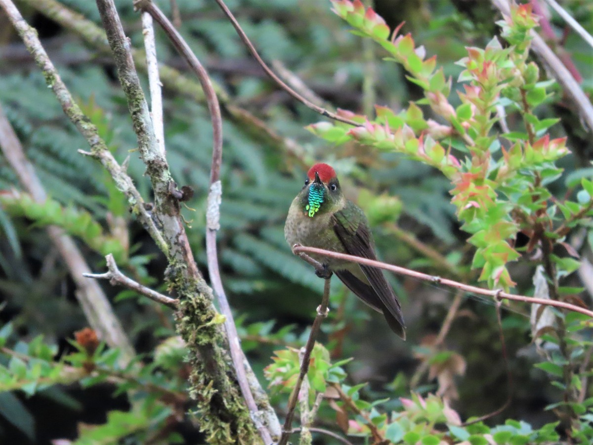 brunkronenålkolibri - ML465334441