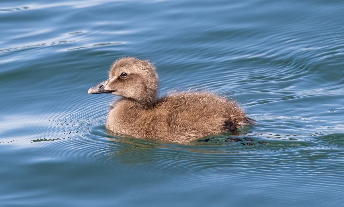 Common Eider - Iris Kilpatrick