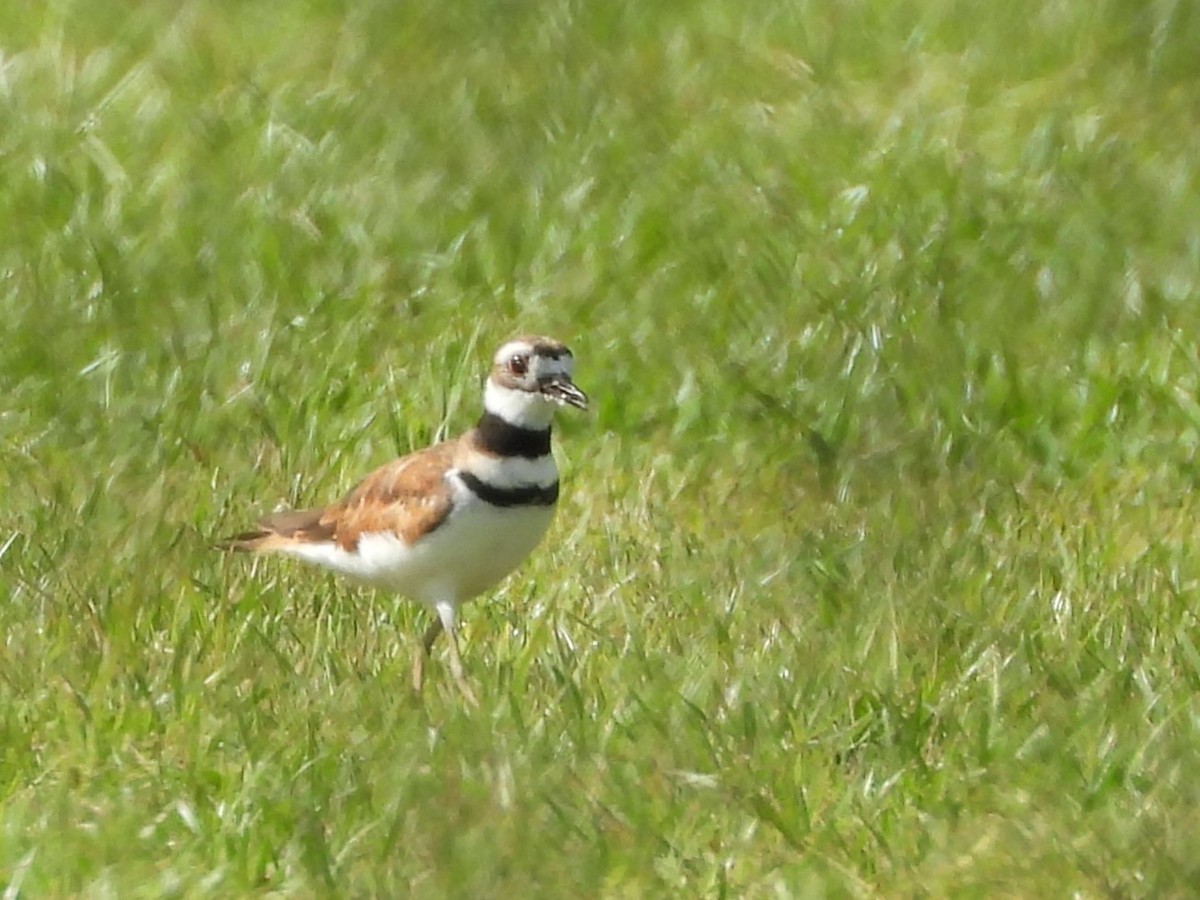 Killdeer - ML465334951