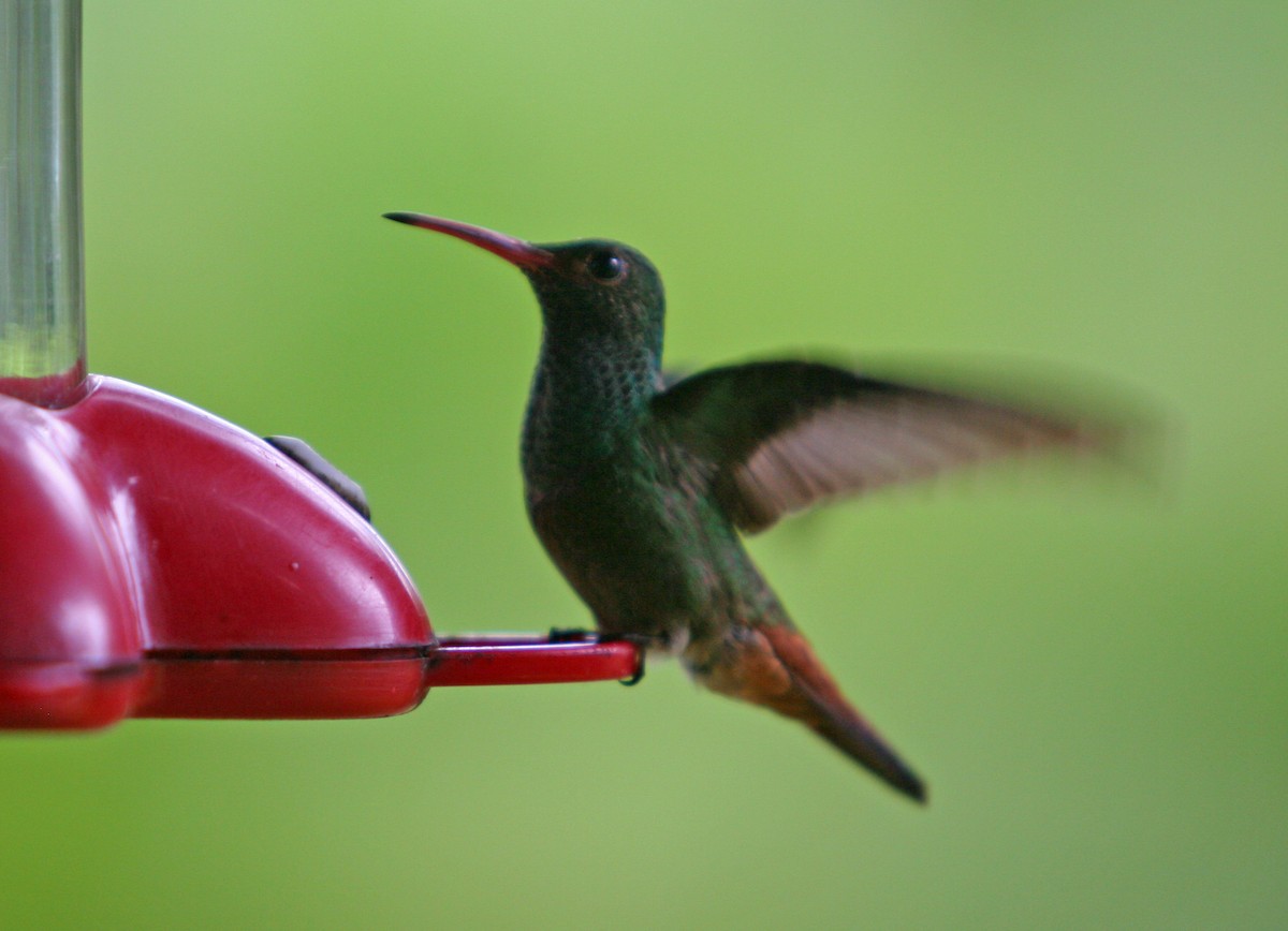 Rufous-tailed Hummingbird - ML465334961