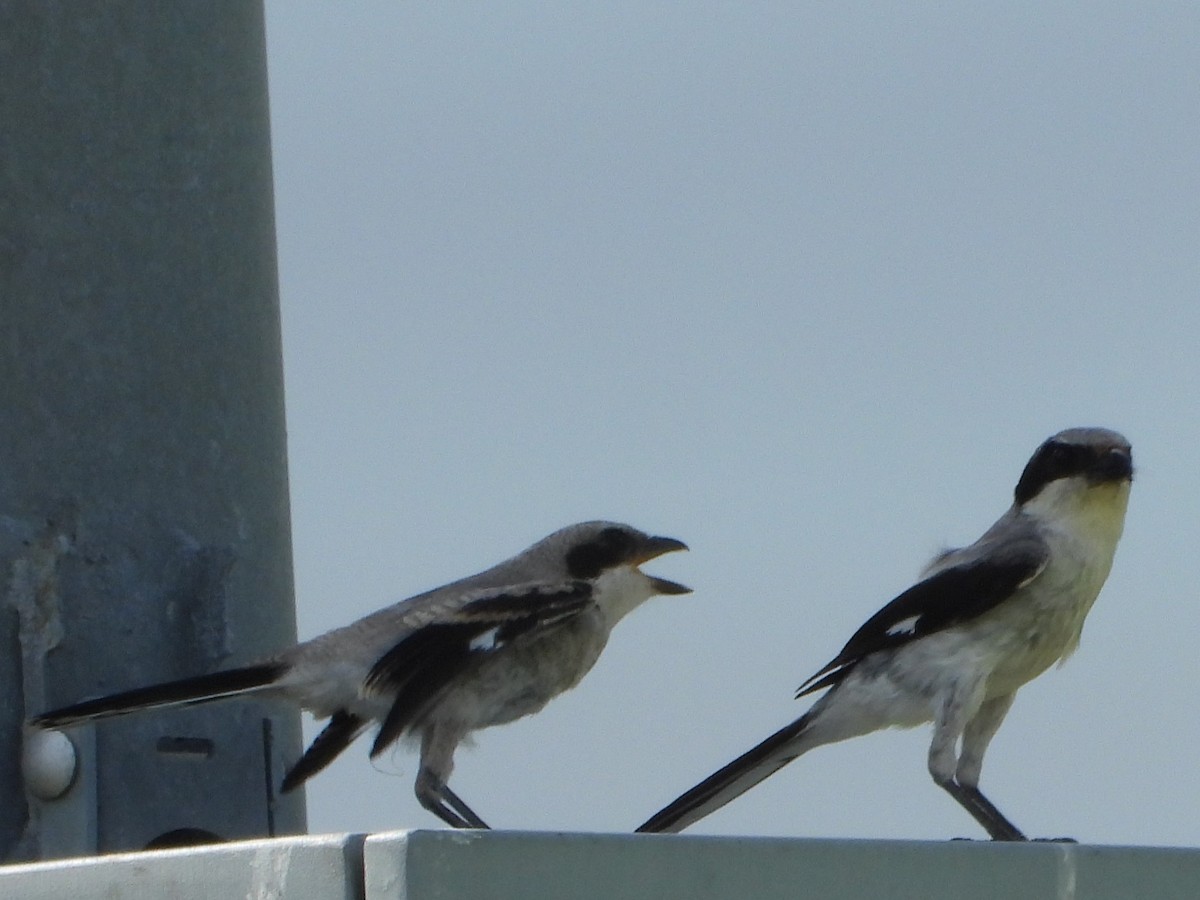 Loggerhead Shrike - ML465334991