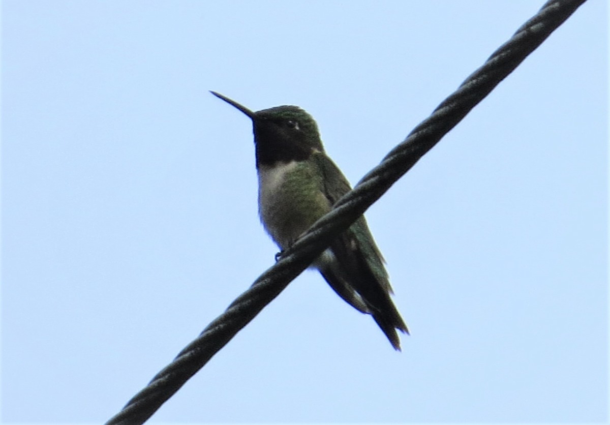 Ruby-throated Hummingbird - ML465335081
