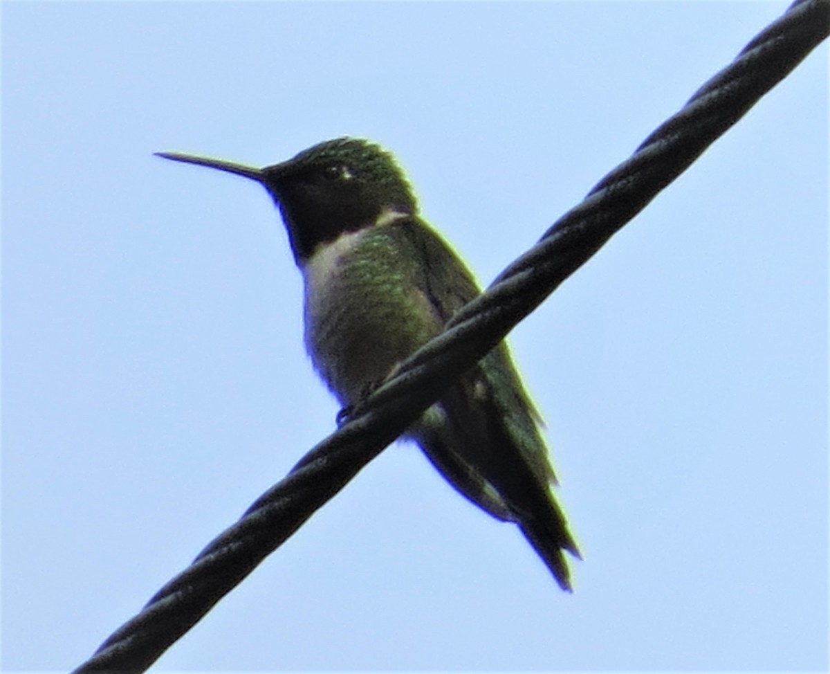 Ruby-throated Hummingbird - ML465335111